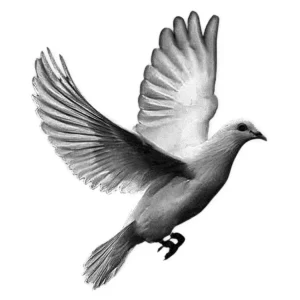 11 - Paloma Realista