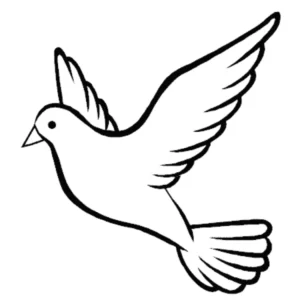 9 - Paloma Tradicional